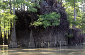The presence of permanent blinds on northeast Arkansas public lands, like the St. Francis Sunken Islands Wildlife Management Area, has led to a dispute over access to the WMAs by hunters who have traditionally frequented the areas.
