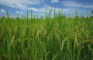 Three Arkansas farming operations have filed suit against pharmaceutical giant Pfizer, Tyson Foods Inc. and three other Arkansas poultry producers, alleging arsenic found in Arkansas rice is caused by farmers' use of chicken litter as fertilizer.