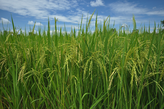Three Arkansas farming operations have filed suit against pharmaceutical giant Pfizer, Tyson Foods Inc. and three other Arkansas poultry producers, alleging arsenic found in Arkansas rice is caused by farmers' use of chicken litter as fertilizer.