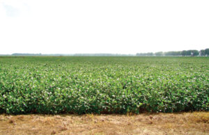 More investors are drawn to the short-term cash and long-term appreciation that Arkansas cropland produces by the bushel and the acre.