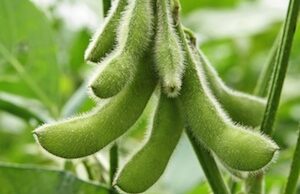 A Nov. 27 program will delve into what growers need to know about certain varieties of non-genetically modified soybeans&nbsp;and how to have the crops certified as non-GMO.