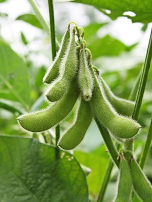 A Nov. 27 program will delve into what growers need to know about certain varieties of non-genetically modified soybeans&nbsp;and how to have the crops certified as non-GMO.