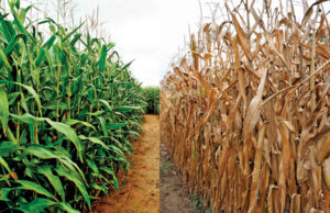 What effect is climate change having on Arkansas agriculture? Click on the arrows above for a slideshow.