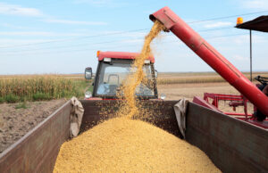 Sources say they expect Turner Grain Merchandising Inc. of Brinkley to file for bankruptcy.