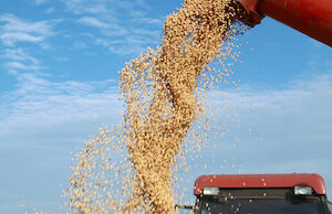 Soybean grains loaded on a truck.&nbsp;