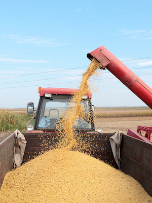 Grain auger of combine pouring soybean into tractor trailer.