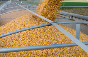 Grain is loaded into a trailer.