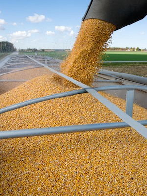 Grain is loaded into a trailer.