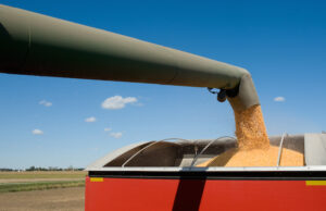 Grain is loaded into a trailer.