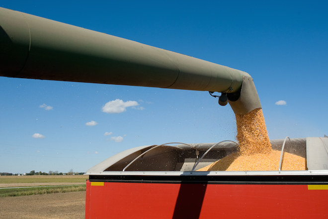 Grain is loaded into a trailer.