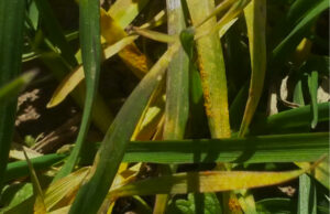 Stripe rust appears on the lower leaves of a section of wheat planted in southeast Arkansas.