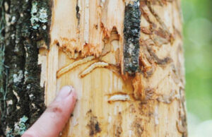 Insect infestation is one of the many threats to the state’s timber industry. Depending on the spread of pests like the emerald ash borer, projected losses among Arkansas’ ash tree forests are up to $350 million over the next 10 years.