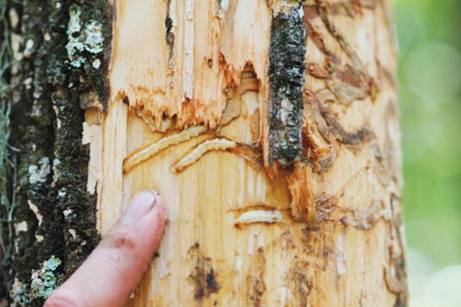 Insect infestation is one of the many threats to the state’s timber industry. Depending on the spread of pests like the emerald ash borer, projected losses among Arkansas’ ash tree forests are up to $350 million over the next 10 years.