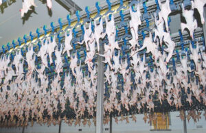 The cooling room at the Arkadelphia plant producing Hillstern Farms’ ShunTuJee chicken.