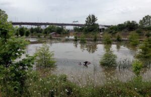 The 13-acre William E. &rdquo;Bill&rdquo; Clark Wetlands adjacent to the Clinton Presidential Center in Little Rock is mostly underwater due to high waters from the Arkansas River.