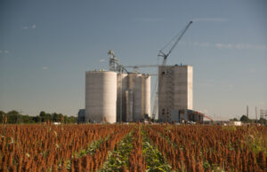 The Peco feed mill in Corning is nearly finished with a ripening crop of milo in the foreground.