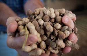 Arkansas' renewed love affair with peanuts began in 2010. At that time, virtually no peanuts were grown in the state.