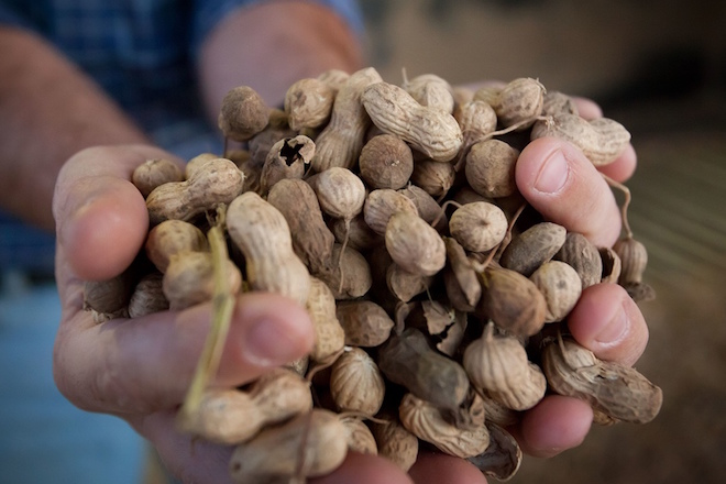 Arkansas' renewed love affair with peanuts began in 2010. At that time, virtually no peanuts were grown in the state.