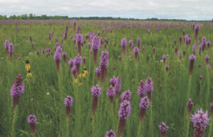 Cherokee Prairie Natural Area is a remnant of the tallgrass prairies that once covered western Arkansas.