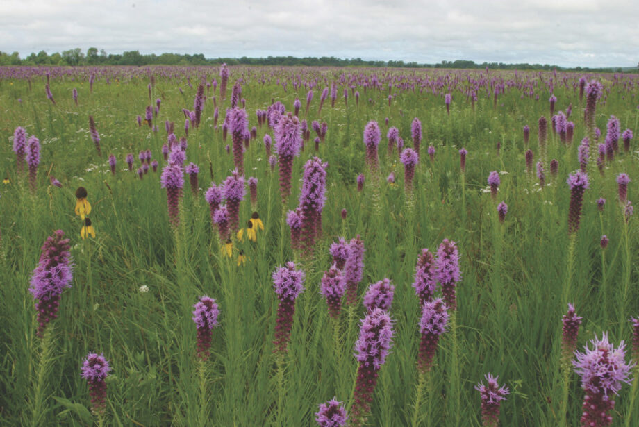 Cherokee Prairie Natural Area is a remnant of the tallgrass prairies that once covered western Arkansas.