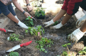 Adolescents in Youth Home's Residential Program planting gardens for a Farm to Table program.