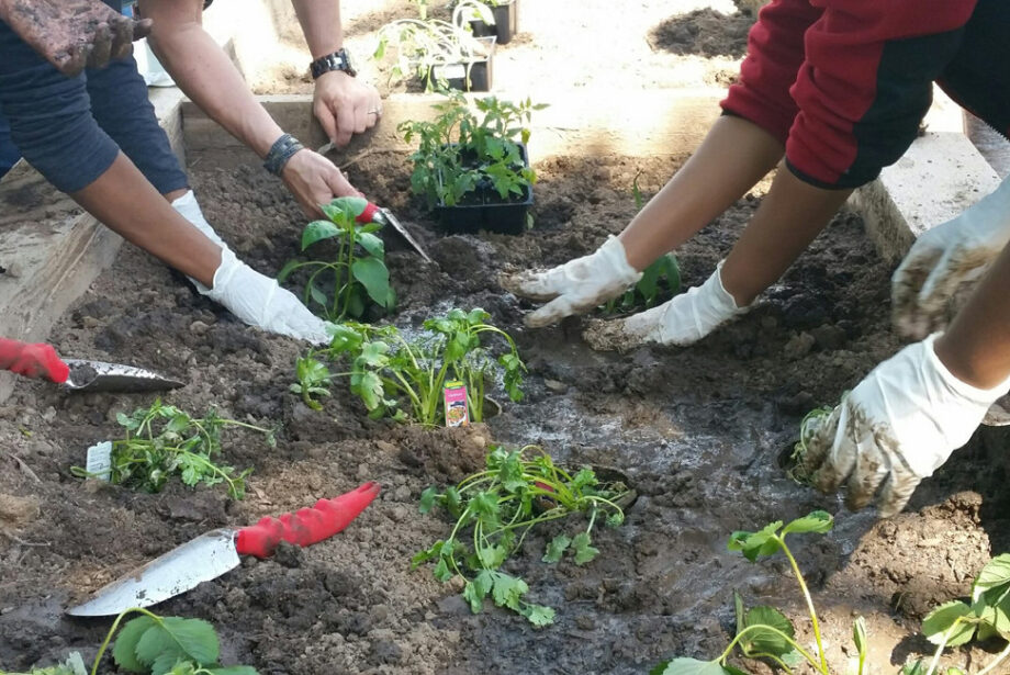 Adolescents in Youth Home's Residential Program planting gardens for a Farm to Table program.