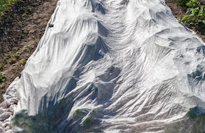 Farmers in Arkansas may have to cover their strawberry crop this weekend, with temperatures forecast to dip below freezing.