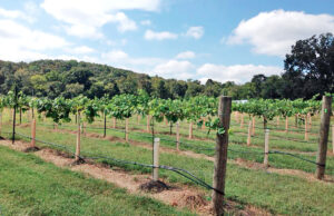 Rusty Tractor Vineyards is off David O. Dodd Road in southwest Little Rock.