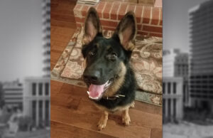 Purebred German Shepherd Bibi will have another day in court.