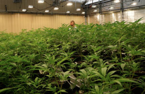 Robert Lercher of Bold Team provides some scale to some of the 1,600 or so medical marijuana plants that were growing last week at the state's first up-and-running medical marijuana cultivation center in Cotton Plant.