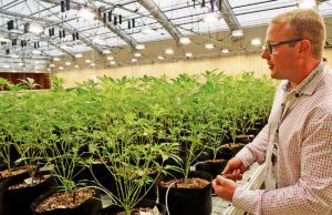 Robert Lercher, who couldn’t touch the plants without gloves, mimics peeling “sucker leaves” from immature plants