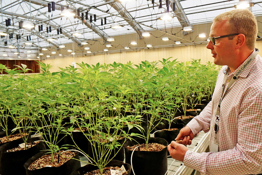 Robert Lercher, who couldn’t touch the plants without gloves, mimics peeling “sucker leaves” from immature plants