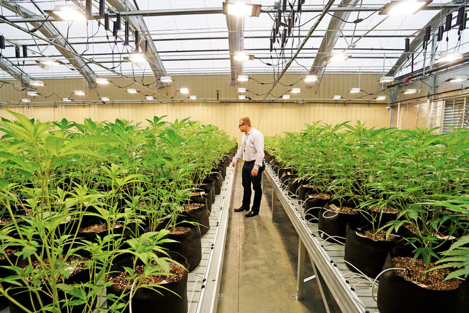 Robert Lercher of Bold Team with immature plants that will likely be among the first to reach the state’s new medical marijuana market. The cultivator may sell to any or all of 32 dispensary sites.