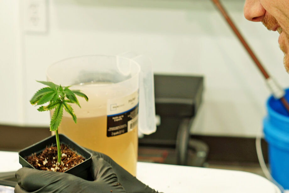 Grow Tech Eric Pruitt helps a valuable little plant get off to a good start.