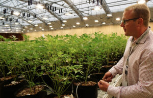 Bold Team’s Robert Lercher says medical cannabis will be harvested soon.