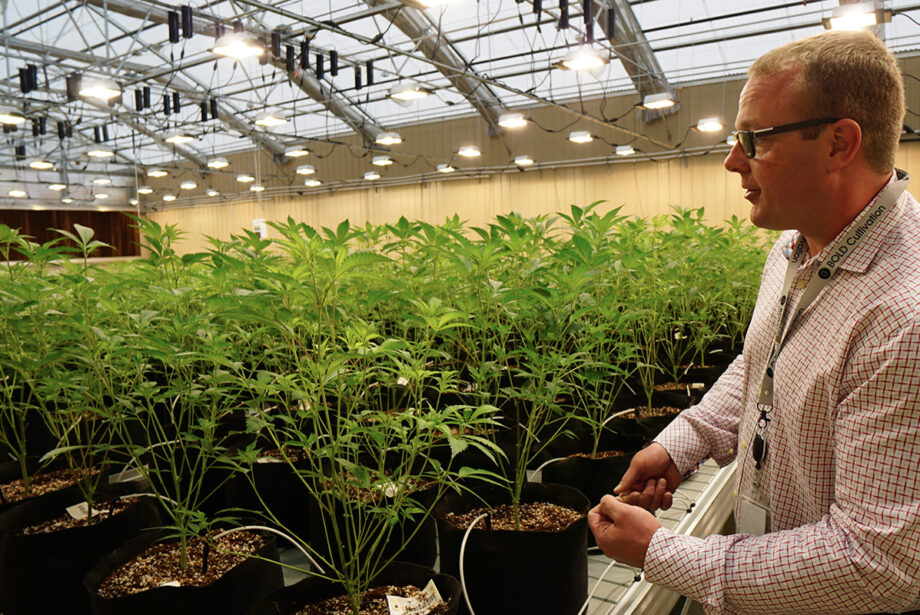 Bold Team’s Robert Lercher says medical cannabis will be harvested soon.