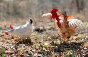 Chickens on Cooks Venture’s 800-acre farm in Decatur (Benton County). The company, led by Blue Apron co-founder and chef Matthew Wadiak, expects to have their heirloom pasture-raised chicken available direct to consumers and on store shelves starting in July.