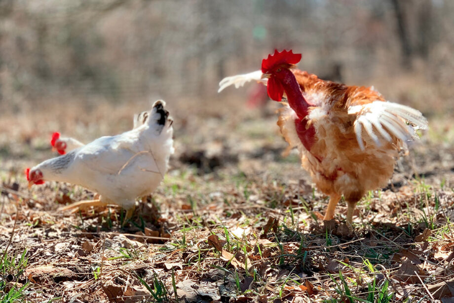 Chickens on Cooks Venture’s 800-acre farm in Decatur (Benton County). The company, led by Blue Apron co-founder and chef Matthew Wadiak, expects to have their heirloom pasture-raised chicken available direct to consumers and on store shelves starting in July.