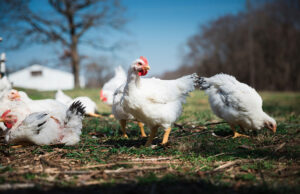 Chickens on Cooks Venture’s 800-acre farm in Decatur (Benton County). The company, led by Blue Apron co-founder and chef Matthew Wadiak, expects to have their heirloom pasture-raised chicken available direct to consumers and on store shelves starting in July.