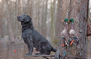 Like human hunters, this retriever found this season’s duck crop rather limited. “With no ducks, there’s no industry,” said Luke Duncan, co-manager of Webb’s Sporting Goods in DeWitt.