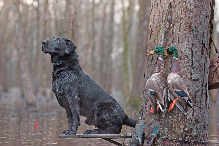 Like human hunters, this retriever found this season’s duck crop rather limited. “With no ducks, there’s no industry,” said Luke Duncan, co-manager of Webb’s Sporting Goods in DeWitt.