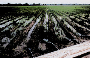 Illustration based on photo by Jarrod Hardke, UA System Division of Agriculture.