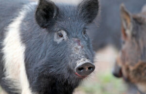They’re not so lovable in the wild. Arkansas game officials and landowners deal with feral hog pests across most of the state.