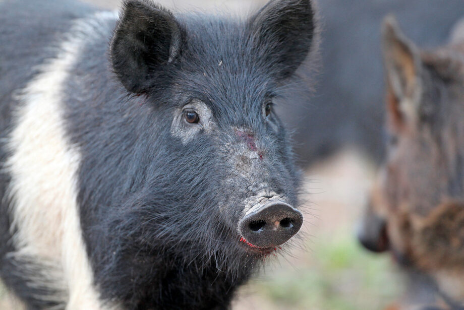 They’re not so lovable in the wild. Arkansas game officials and landowners deal with feral hog pests across most of the state.