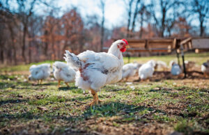 Cooks Venture is raising heirloom birds like these on farms developed by Lloyd Peterson years ago in Benton County.