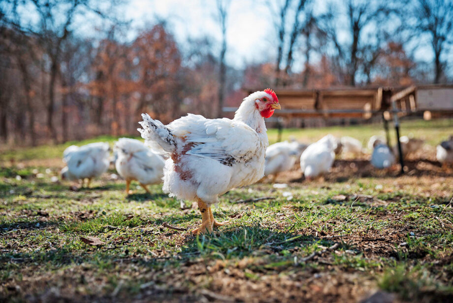Cooks Venture is raising heirloom birds like these on farms developed by Lloyd Peterson years ago in Benton County.