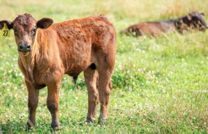 A calf wanders the pasture at the Flying C Ranch in Conway.