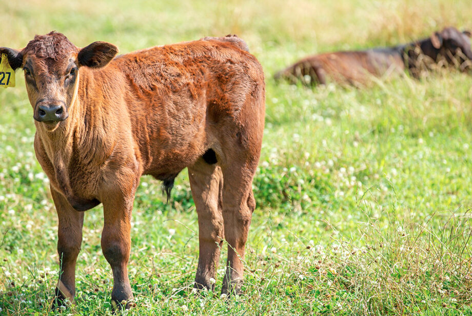 A calf wanders the pasture at the Flying C Ranch in Conway.
