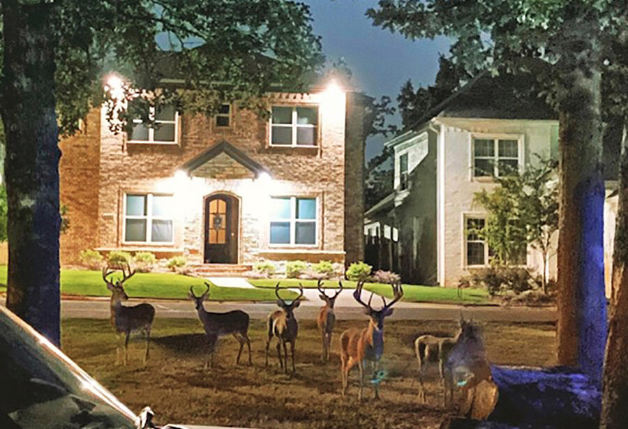 Cammack Village area deer photos taken this summer.