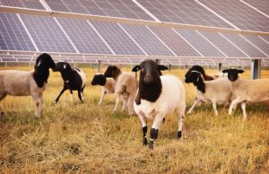 These sheep will serve as groundskeepers and mowers at the new solar array that will will provide power to Midland and Cedar Ridge schools under a solar services agreement with Entegrity.